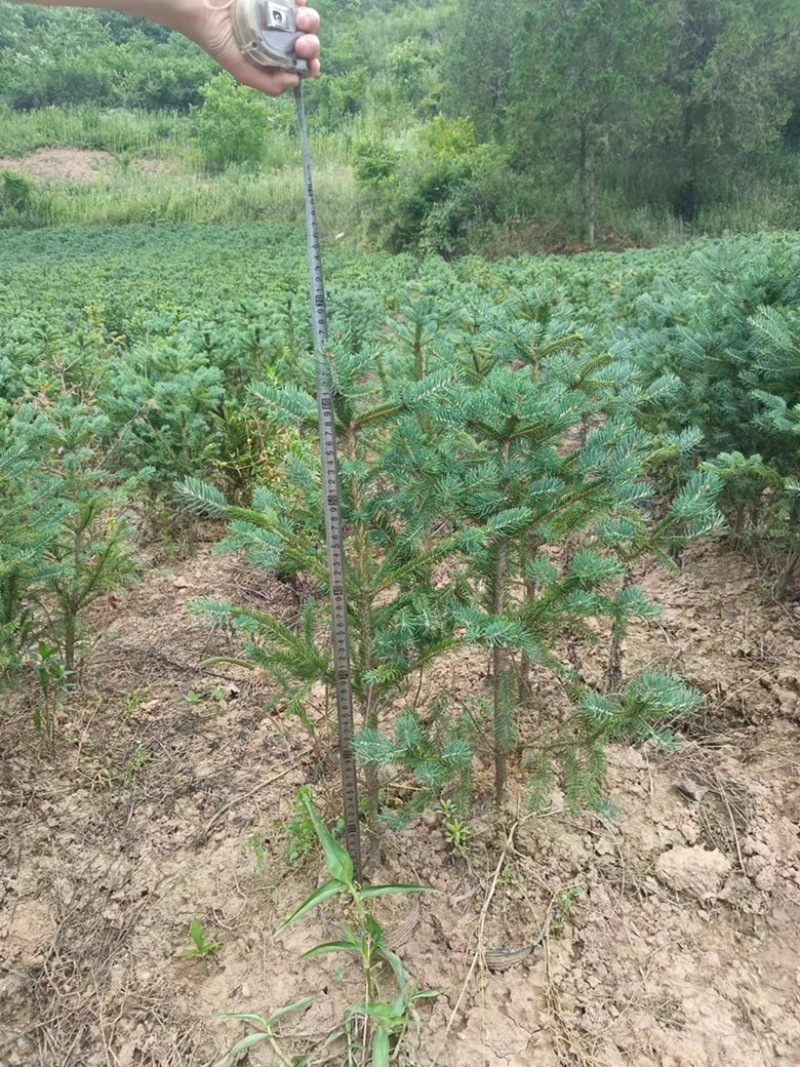 甘肃陇南油松苗，白皮松产地直销质量保障量大从优