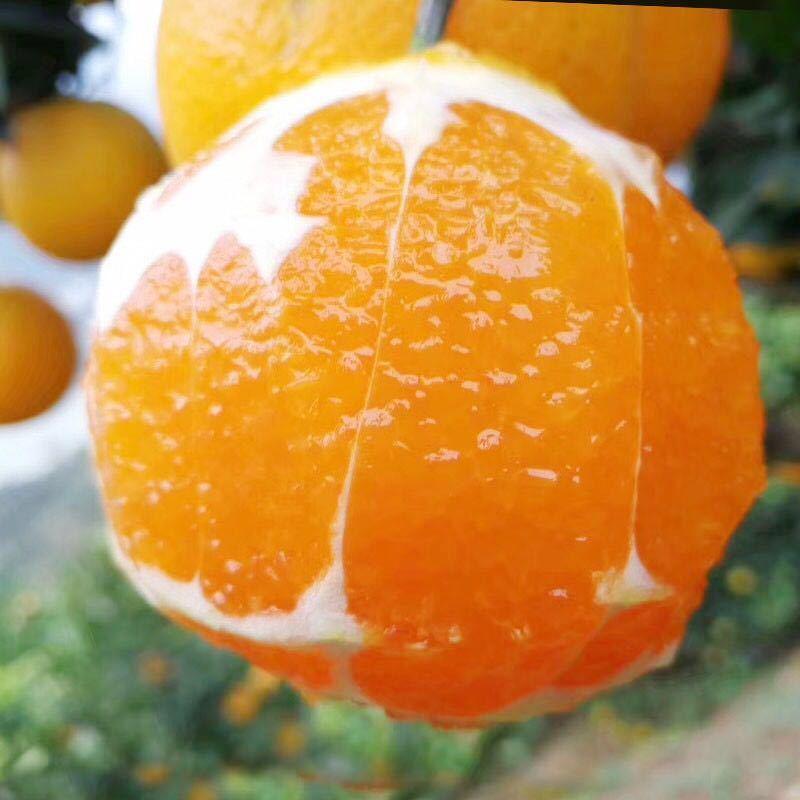 秭归伦晚脐橙自然成熟新鲜采摘欢迎咨询看货