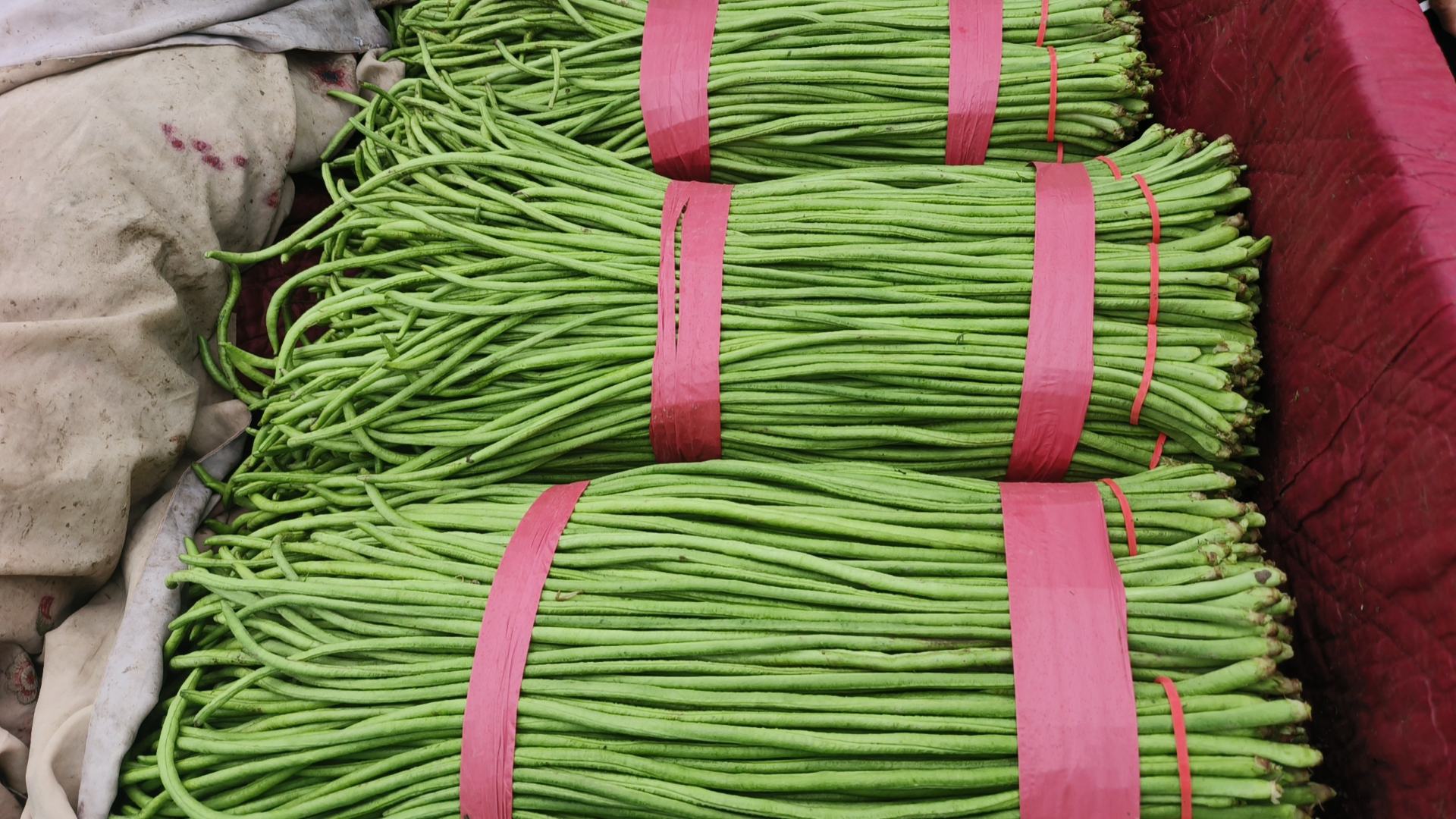 新鲜采摘的绿色豆角特写,背景为田园风光 豆角特写