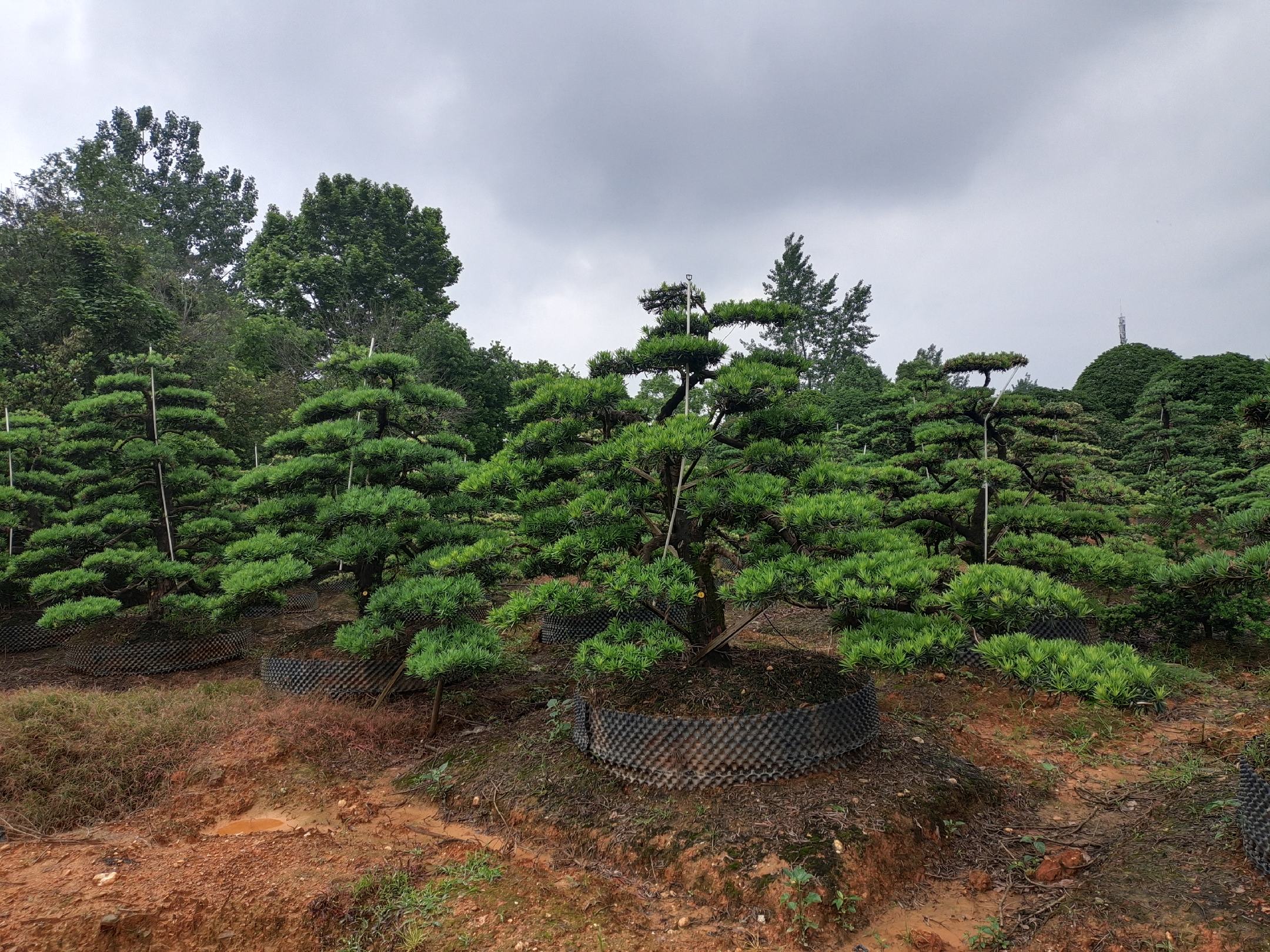四盆并列摆放的罗汉松盆景,分别标注为‘普通罗汉松’、‘短叶罗汉松’、‘珍珠罗汉松’、‘金边罗汉松’,叶片大小、色泽、紧凑度明显不同,背景为白色展台,用于品种识别教学或销售展示用途 罗汉松不同品种对比展示图