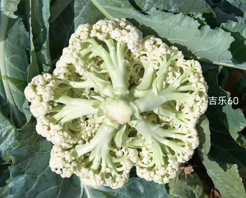 不盖也白盖了更白松花菜种子太美60青梗松花菜种子小米粒