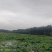 藕叶