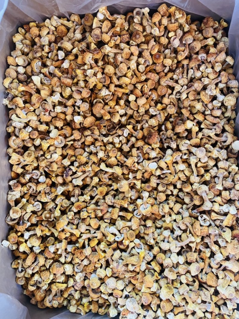 姬松茸巴西菇野生菌2023新货包邮