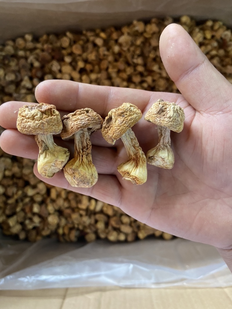 姬松茸巴西菇野生菌2023新货包邮