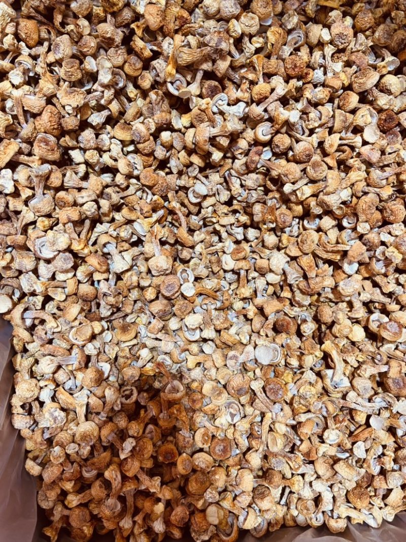 姬松茸巴西菇野生菌2023新货包邮