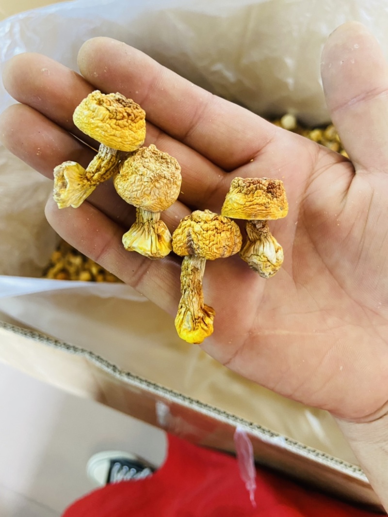 姬松茸巴西菇野生菌2023新货包邮