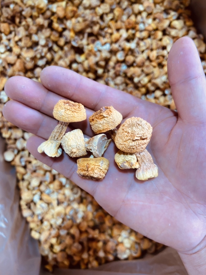 姬松茸巴西菇野生菌2023新货包邮