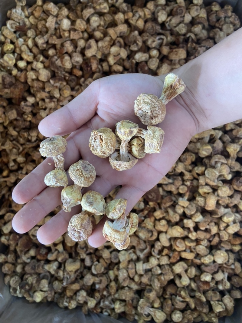 姬松茸巴西菇野生菌2023新货包邮