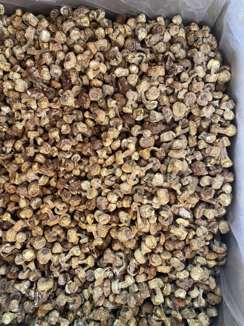 姬松茸巴西菇野生菌2023新货包邮