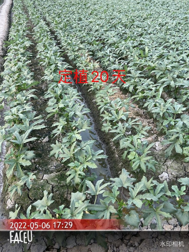 黄秋葵苗