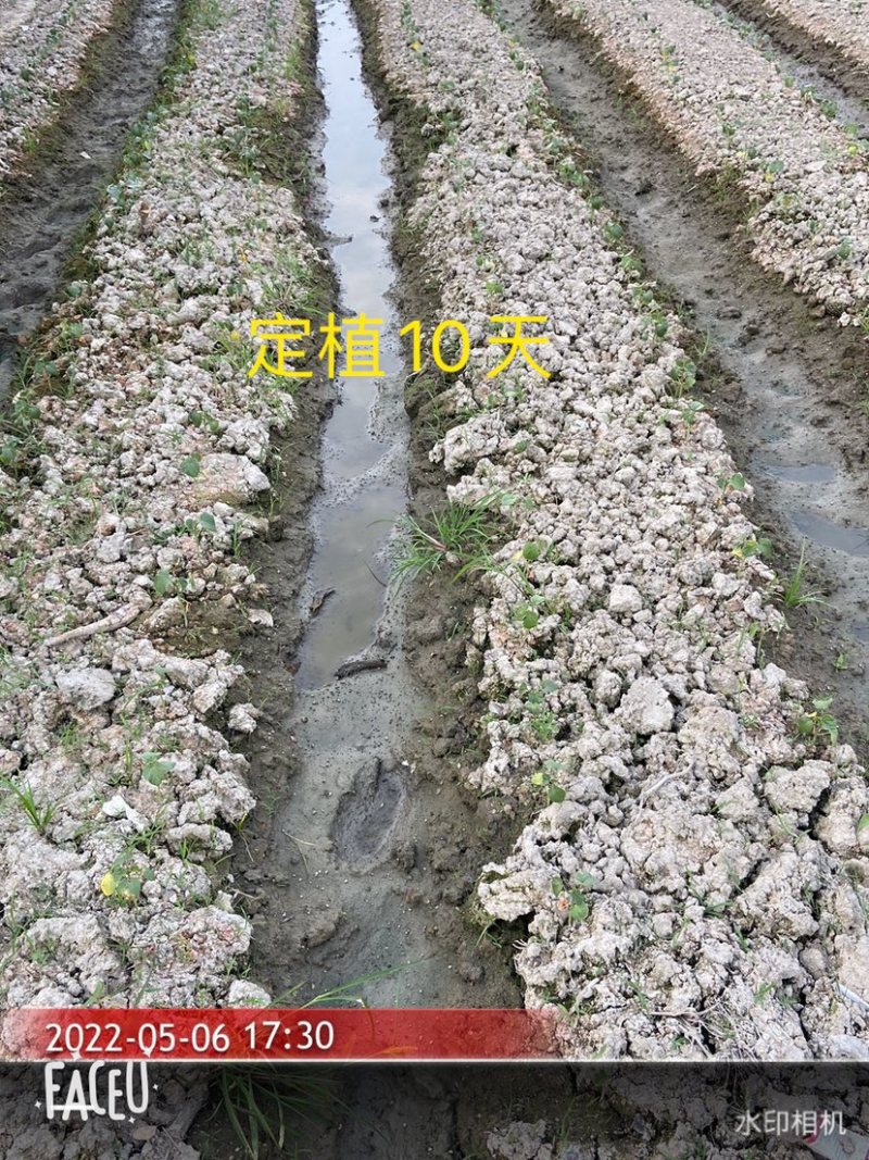 黄秋葵苗