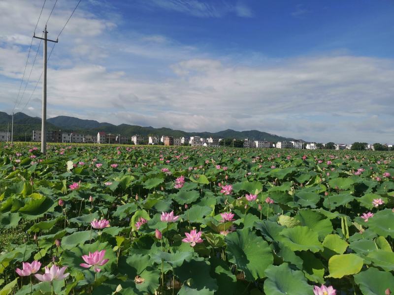 电话联系，水果莲蓬基地直供，产地价格，，当天采摘当天发货