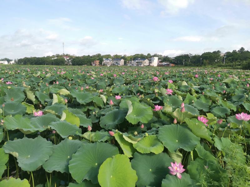 电话联系，水果莲蓬基地直供，产地价格，，当天采摘当天发货