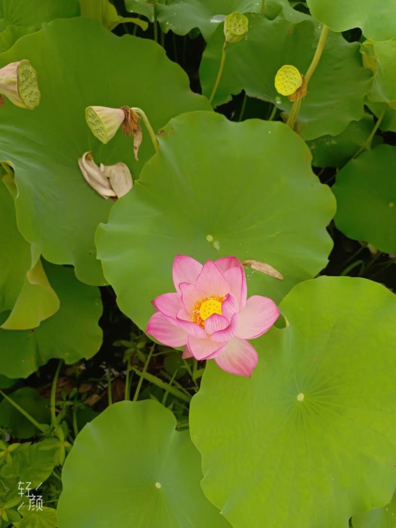 新鲜水果莲蓬嫩莲蓬青莲蓬基地直发