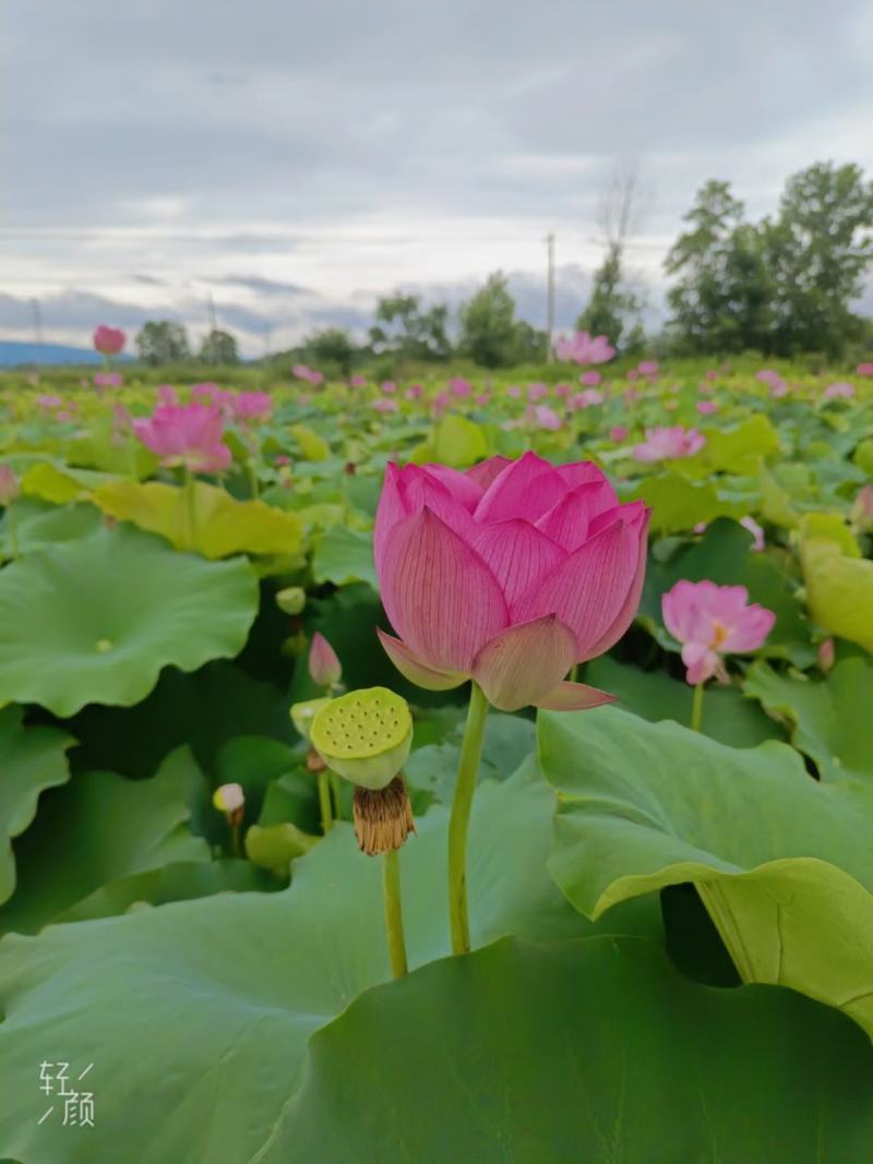 新鲜水果莲蓬嫩莲蓬青莲蓬基地直发