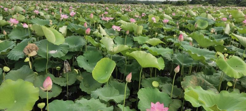 新鲜水果莲蓬嫩莲蓬青莲蓬基地直发