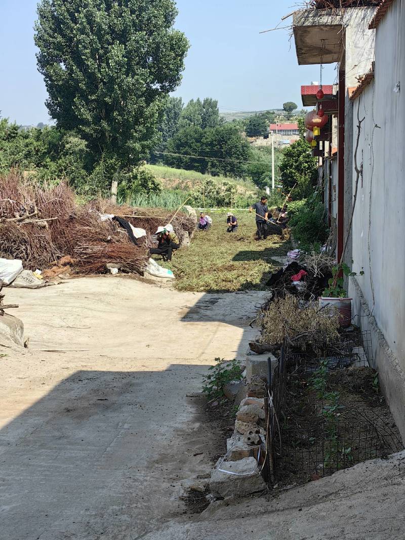纯新丹参种子自己基地采收，发芽率高