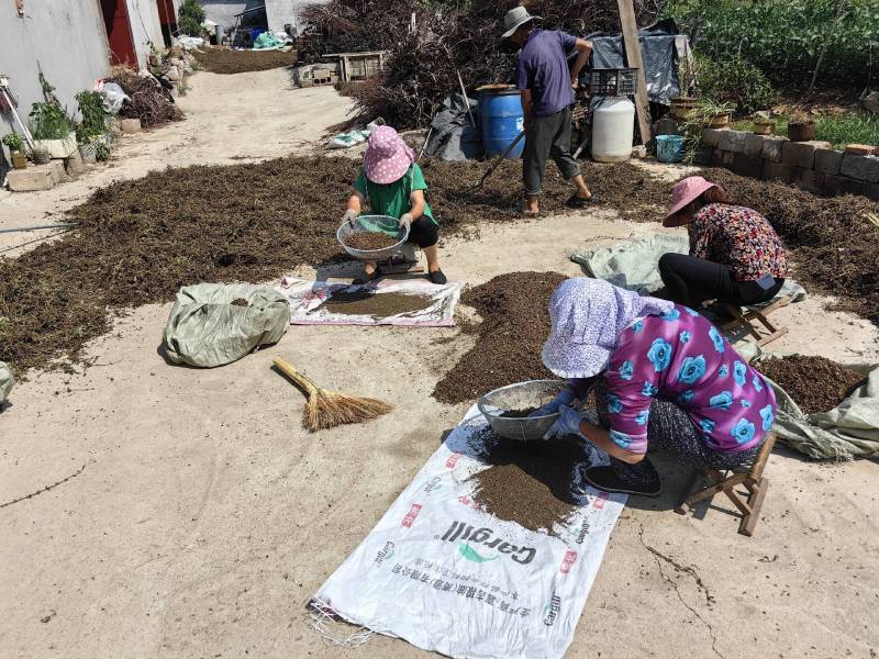 纯新丹参种子自己基地采收，发芽率高