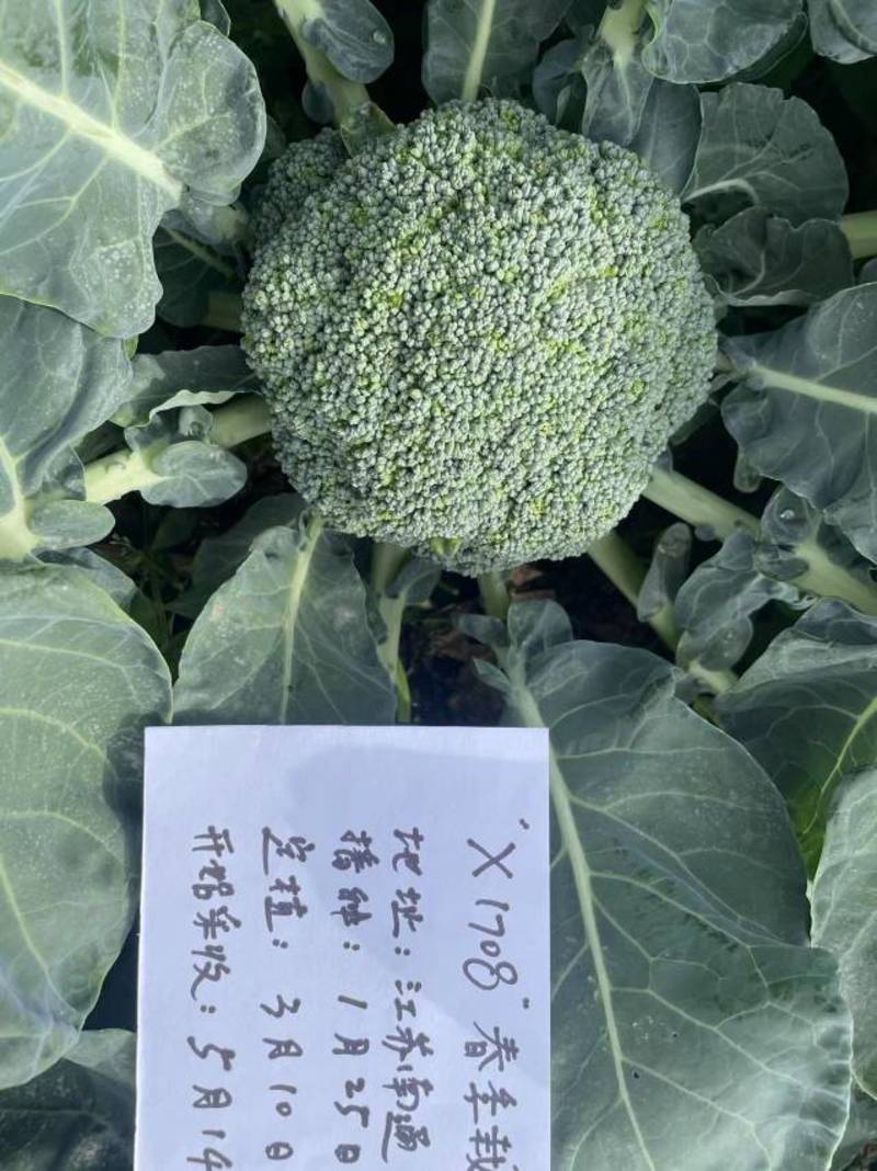 1708青花菜种子适合部分地区春秋冬栽培单球重600克