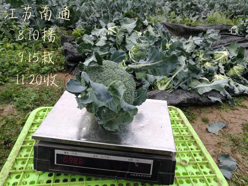 1708青花菜种子适合部分地区春秋冬栽培单球重600克