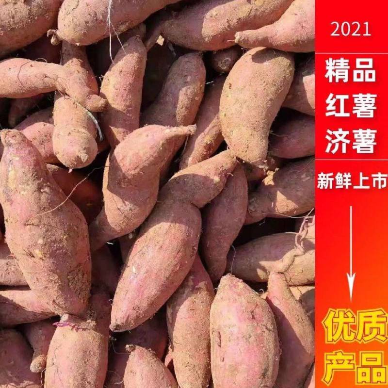 济薯26板栗薯香甜大量供应提供打包发货