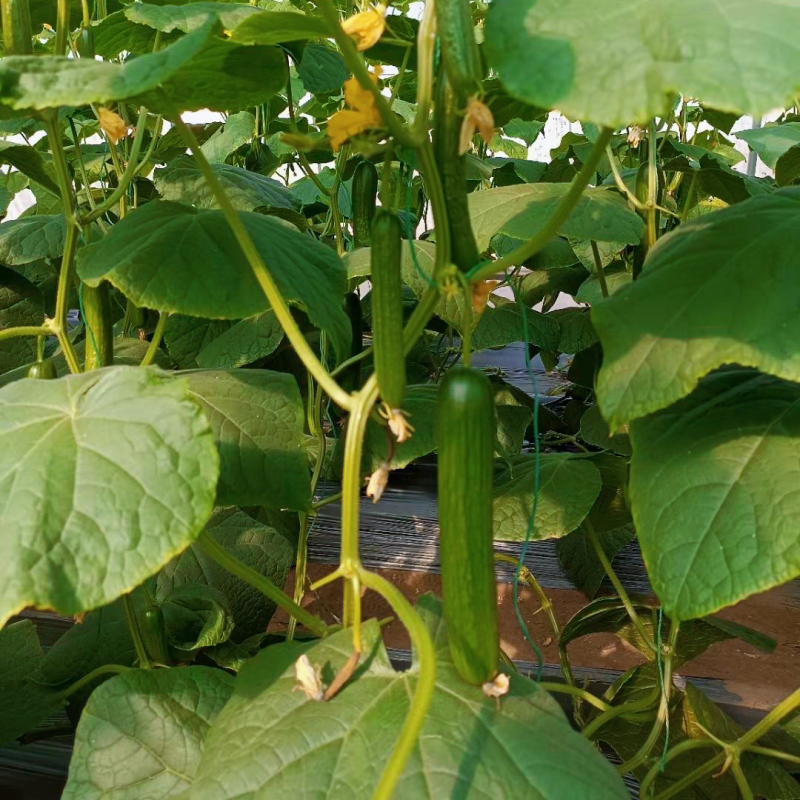 无刺水果小黄瓜
