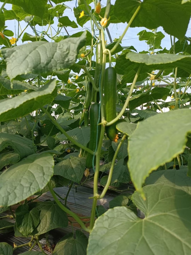 无刺水果小黄瓜