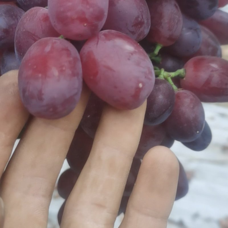 巨盛葡萄