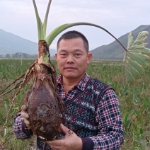 正宗广西荔浦芋头新鲜现挖5斤起发产地一手货源