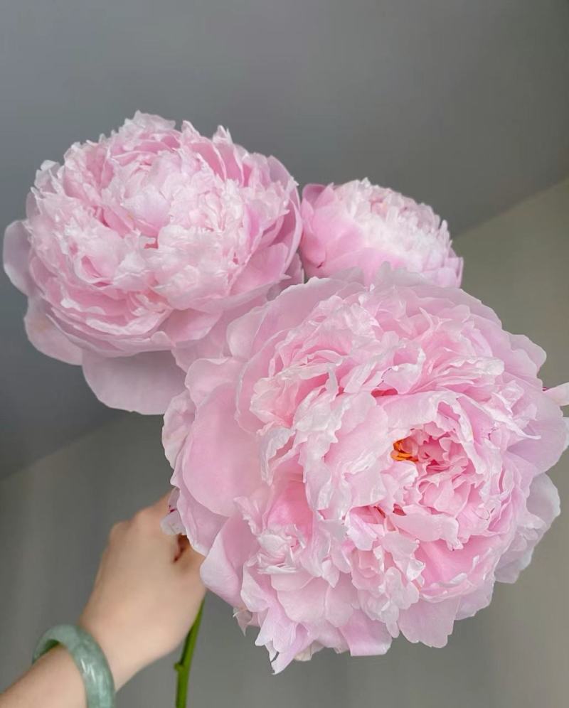 出售进口重瓣沙拉芍药种苗