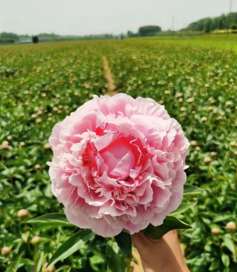 出售进口重瓣沙拉芍药种苗