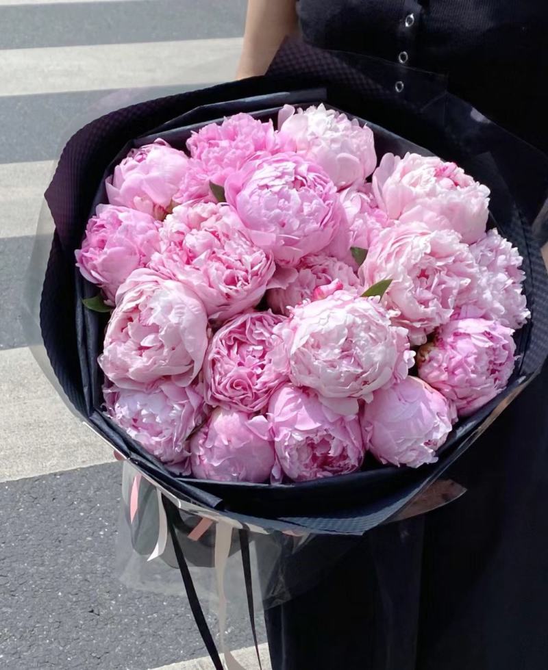 出售进口重瓣沙拉芍药种苗