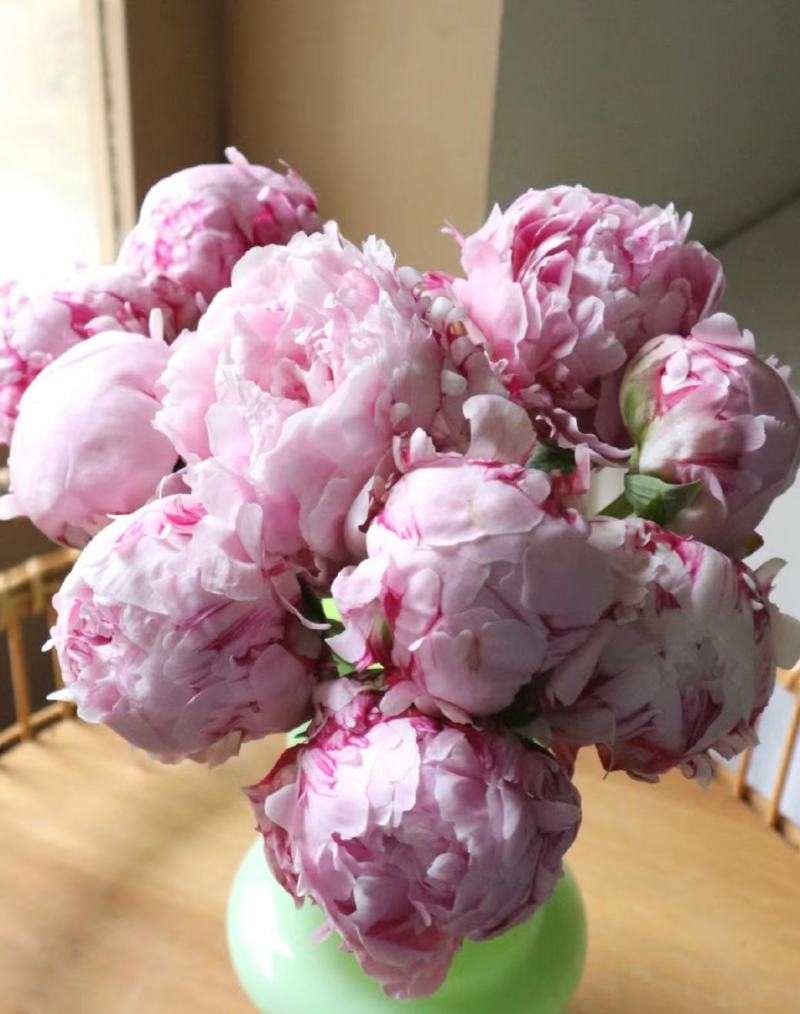 出售进口重瓣沙拉芍药种苗