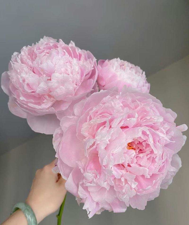 出售进口重瓣沙拉芍药种苗