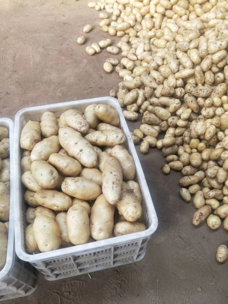 荷兰十五土豆/河南土豆产区直发货源充足代收代发代加工