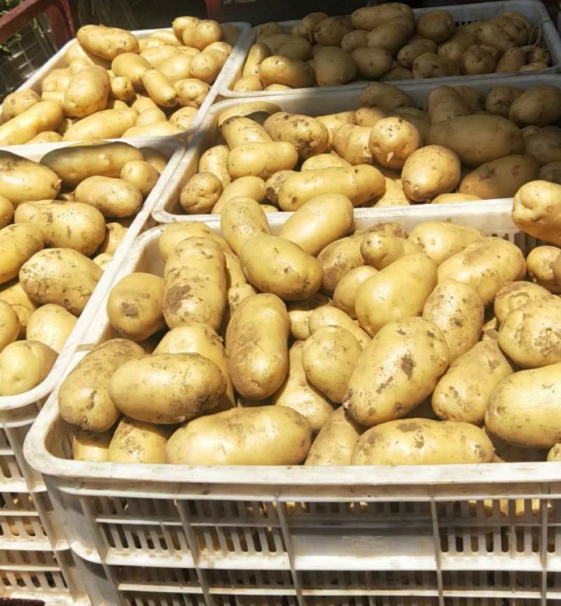 荷兰十五土豆/河南土豆产区直发货源充足代收代发代加工