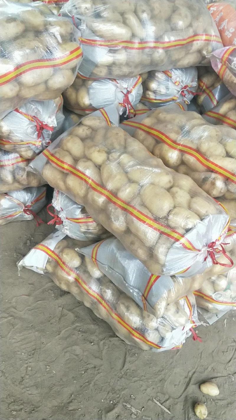 荷兰十五土豆/河南土豆产区直发货源充足代收代发代加工