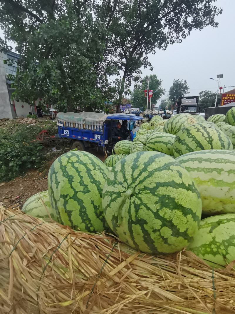 金城五号，西沙6号