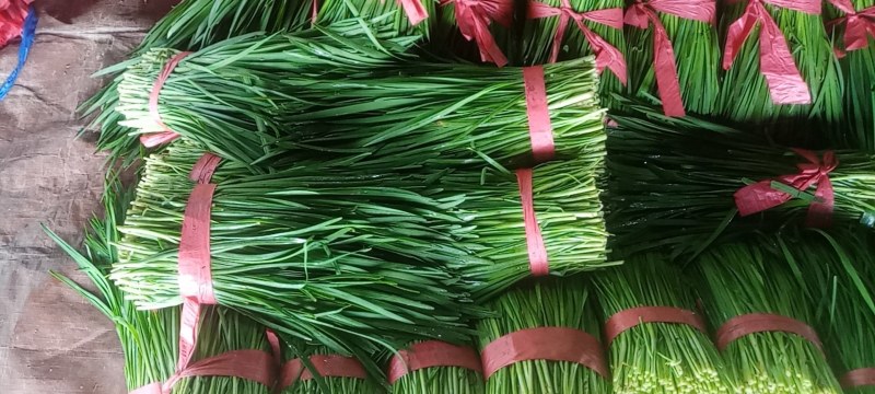 河南商丘柘城产地直供小叶韭菜质量上乘欢迎订购