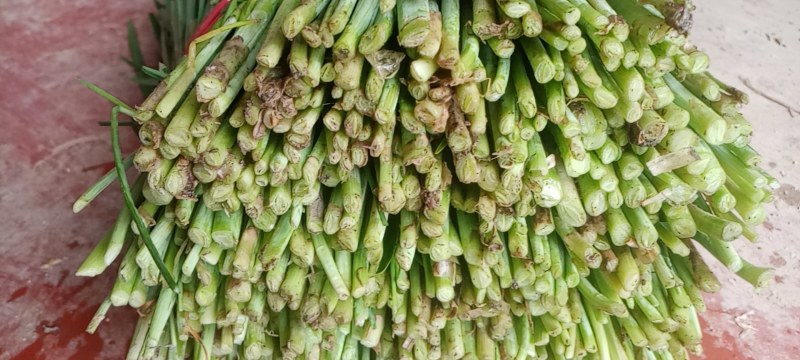 河南商丘柘城产地直供小叶韭菜质量上乘欢迎订购