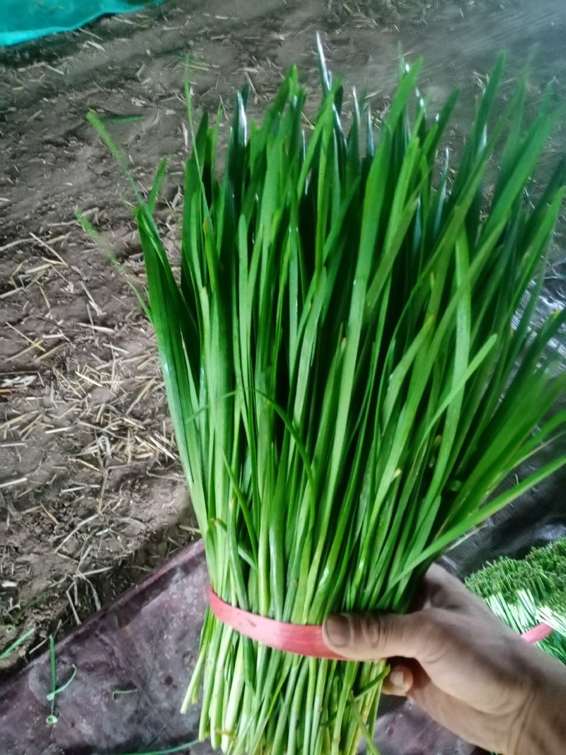 河南商丘柘城产地直供小叶韭菜质量上乘欢迎订购