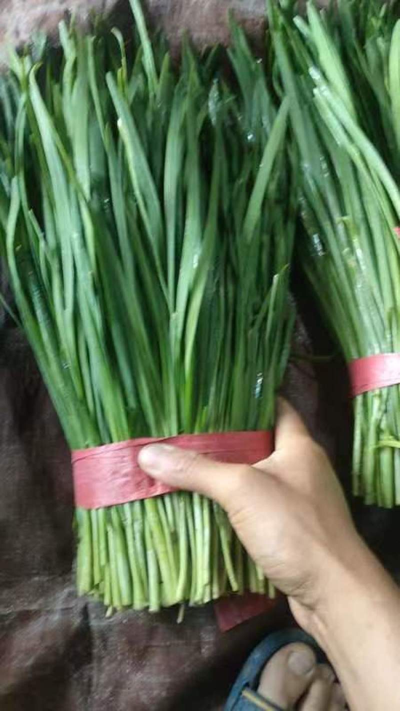 河南商丘柘城产地直供小叶韭菜质量上乘欢迎订购