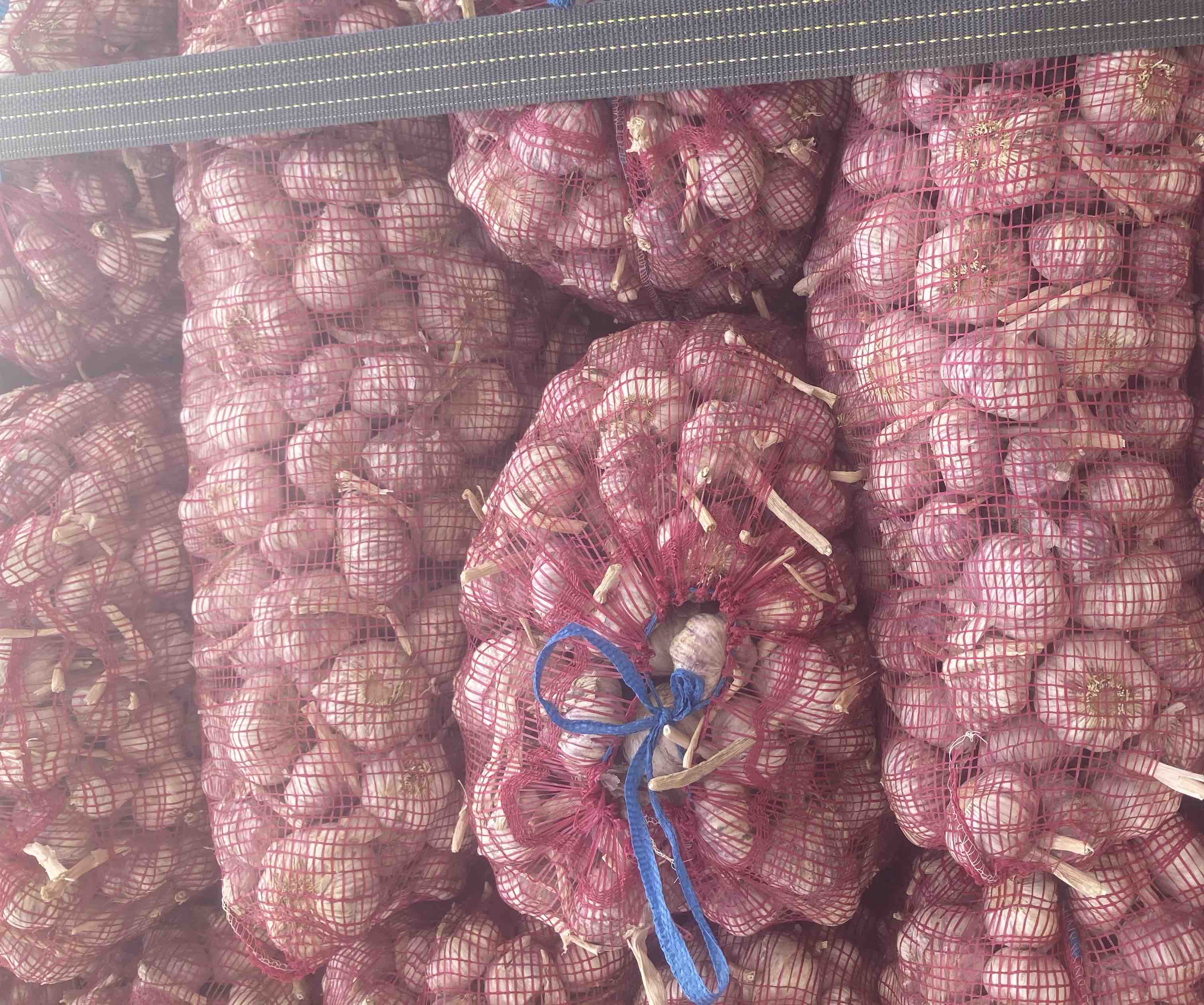 新鲜紫皮大蒜特写,外皮呈深紫色,蒜瓣饱满紧实 挑选紫皮大蒜