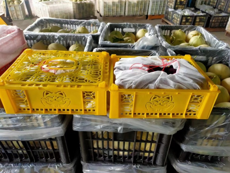 仙居杨梅大批量上市可对接商超、批发、团购、电商、微商。