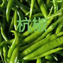 精品杭椒热售中……