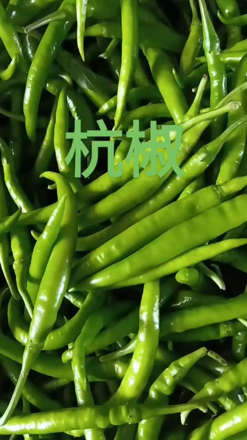 精品杭椒热售中……