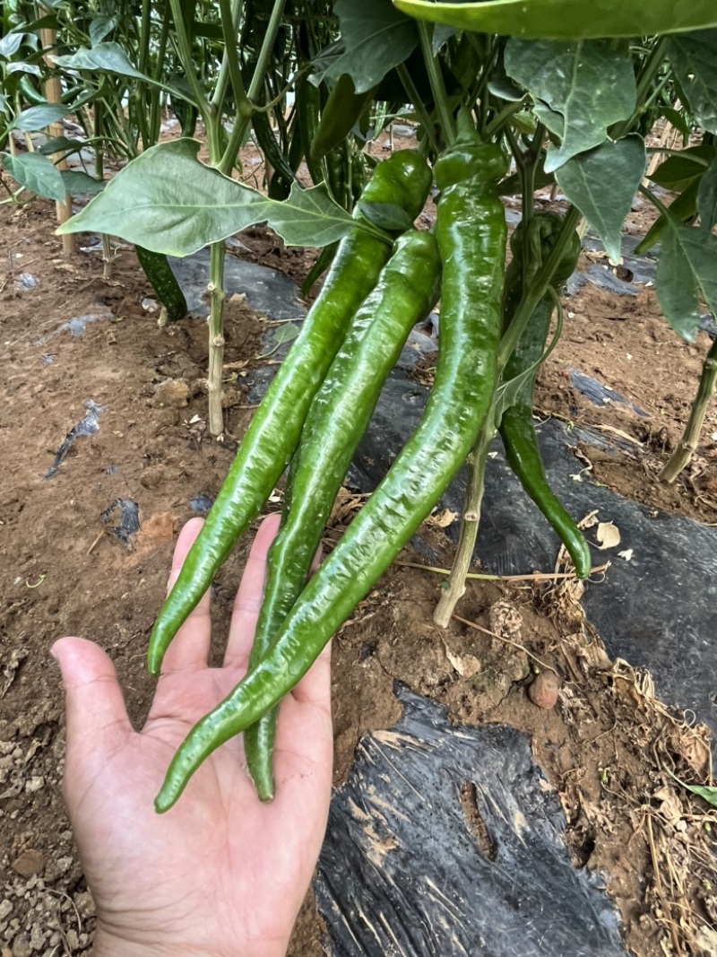 鲜辣椒