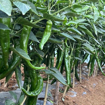 鲜辣椒