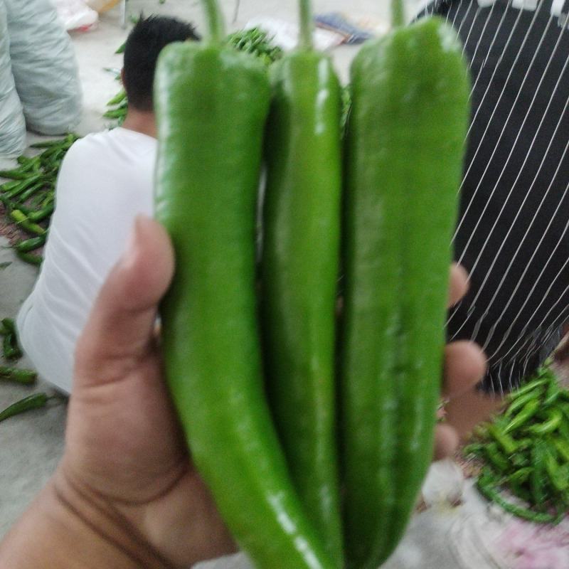 精品尖椒大量上市，质量保证，需要的老板联系，可代发全国