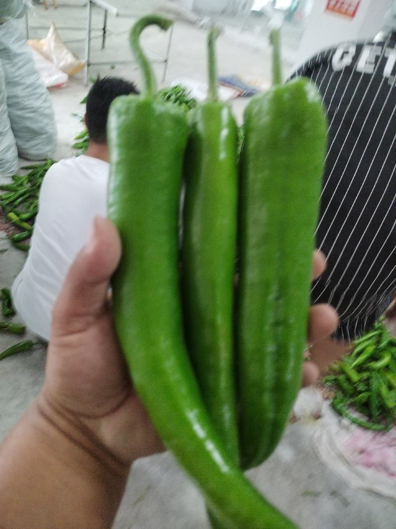 精品尖椒大量上市，质量保证，需要的老板联系，可代发全国
